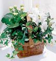 The FTD� White Assortment Basket