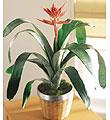 The FTD� Bromeliad