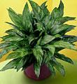 The FTD� Chinese Evergreen